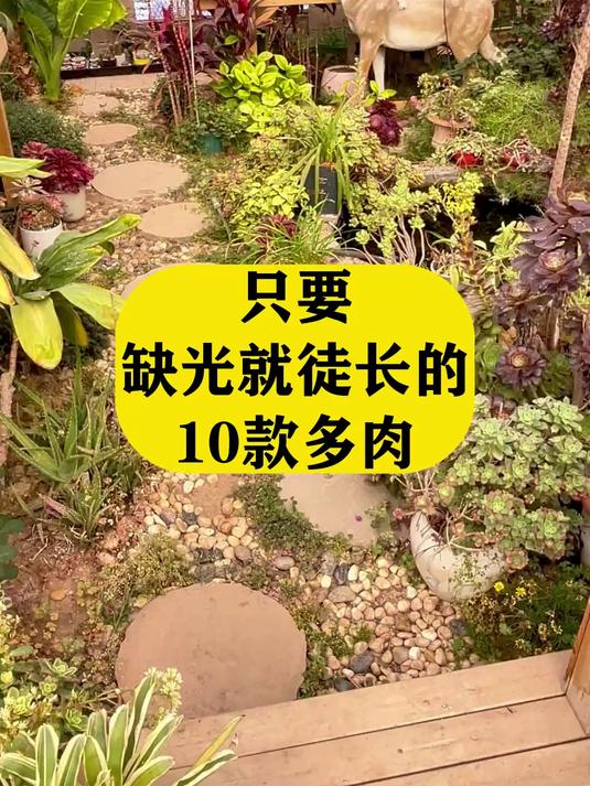只要缺光马上徒长的多肉品种,你家里有吗?