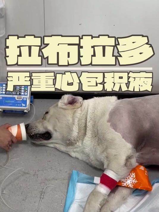 这大概是狗狗离去世最近的一次了吧