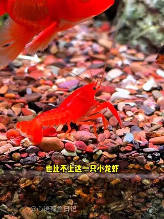 五彩鳌虾:鱼缸清洁高手 能繁殖 好看好养超有趣
