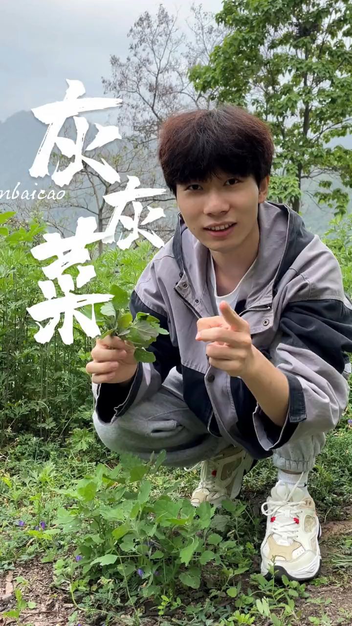 植物科普:有人说红色的灰灰菜有毒,你了解它的作用和毒性吗?