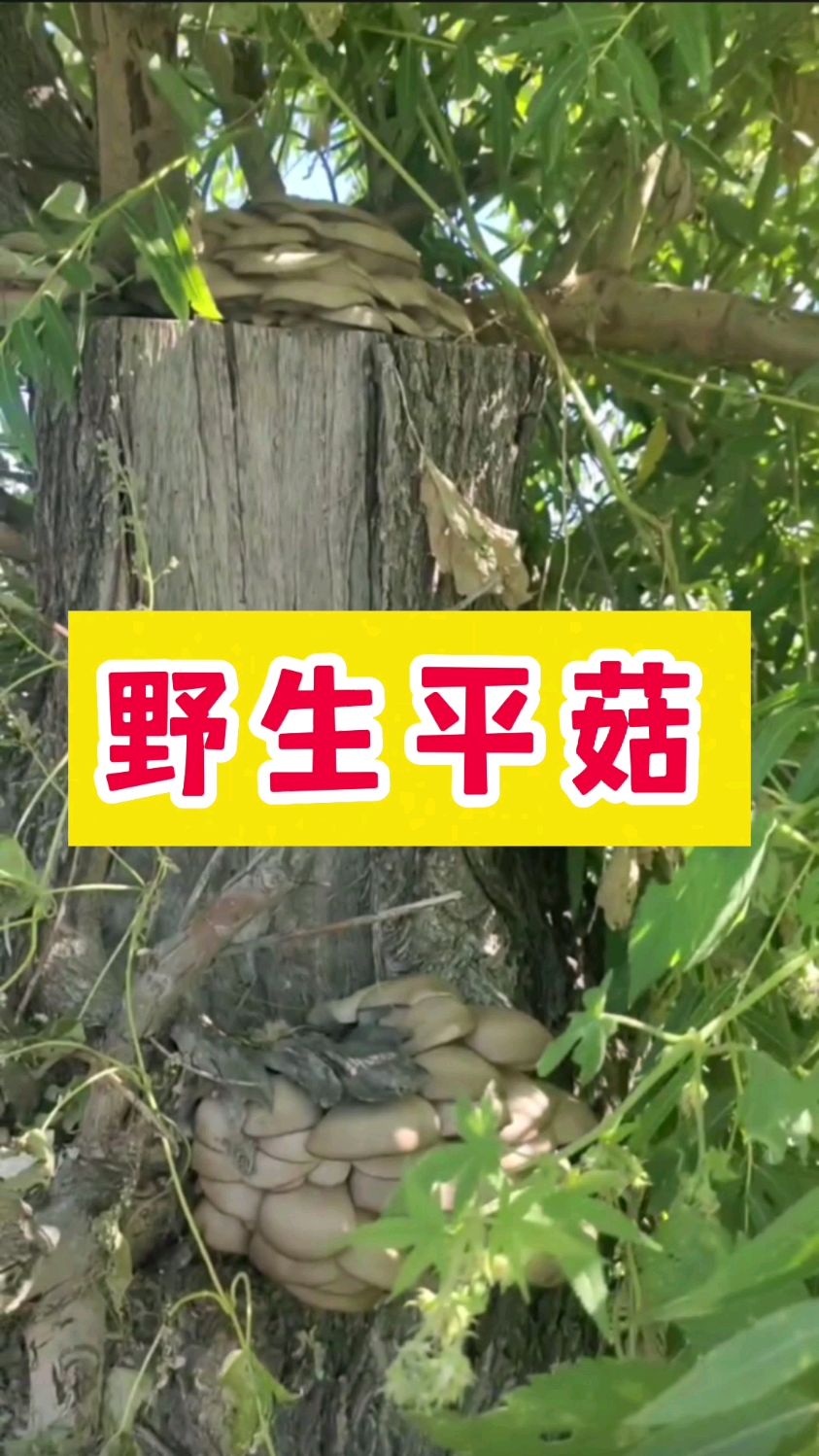 野生蘑菇?菜市场最多见的那种:平菇
