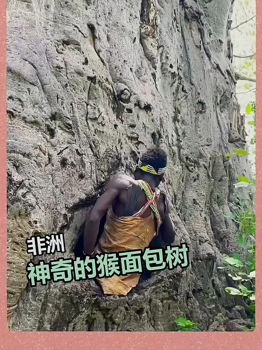 非洲神奇的猴面包树