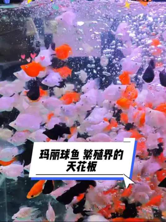 玛丽球鱼:艳丽喜庆颜值高 繁殖超强超好看 观赏必备