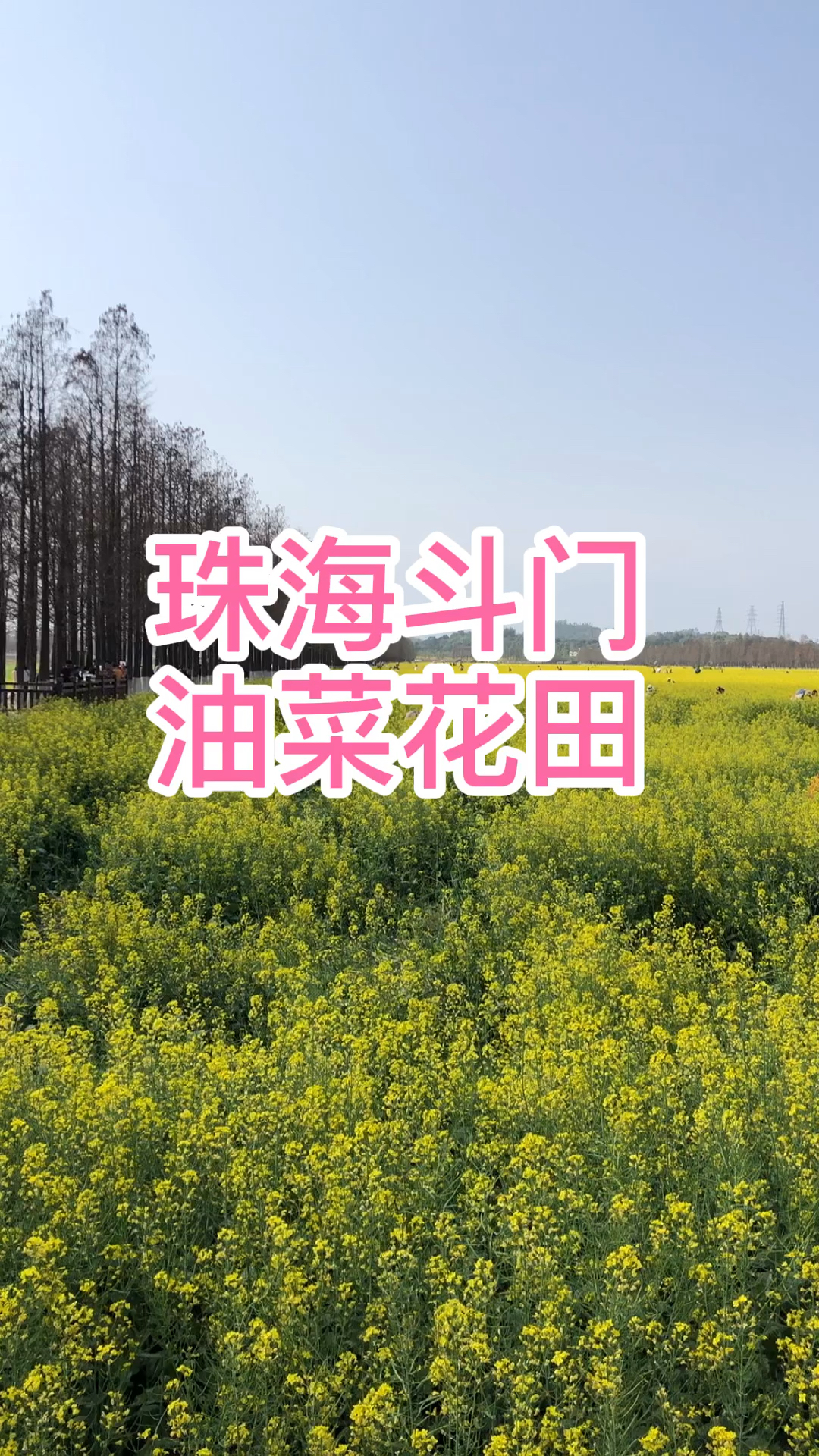 在珠海也能看很大一片的油菜花。你还没来那就快点咯。拍照打卡很不错的,而且是免费的