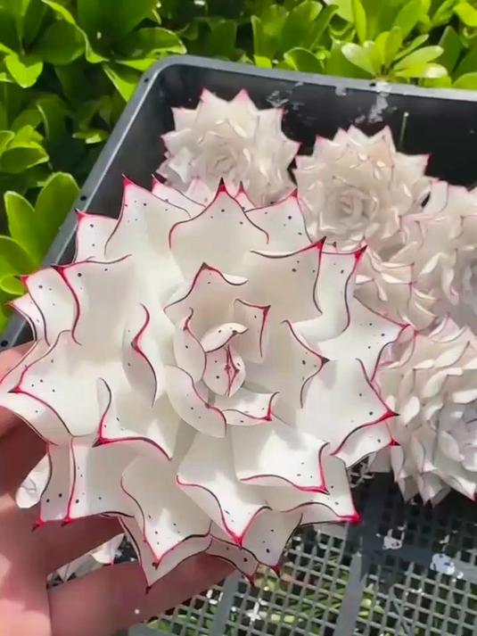 多肉圈的 “隐藏款”!这株到底是什么品种,求大神鉴定