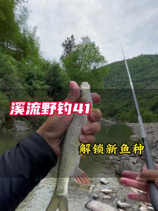 开车500公里,终于解锁了,让我魂牵梦绕的溪流鱼种!
