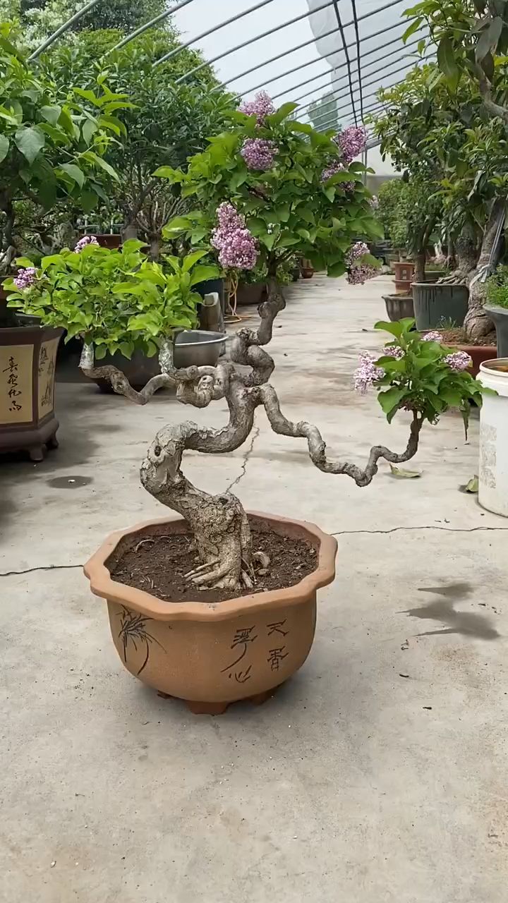丁香花盆景作品