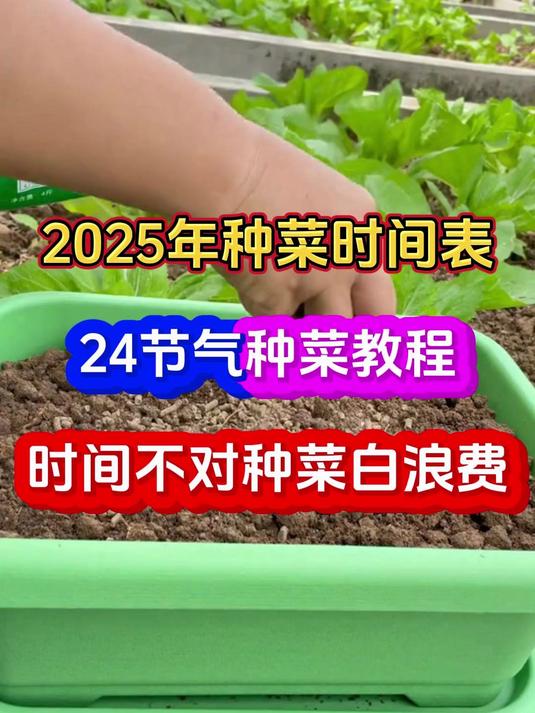 2025年种菜时间表24节气种菜教程