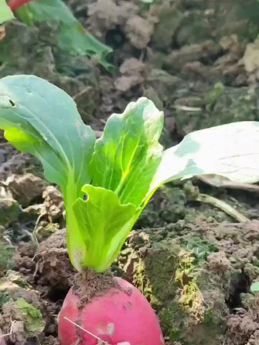 红心萝卜嫁接小白菜,共同生长的方法
