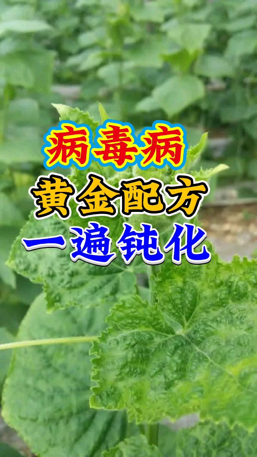 题作物病毒病用什么效果最好,防治病毒病的黄金配方药