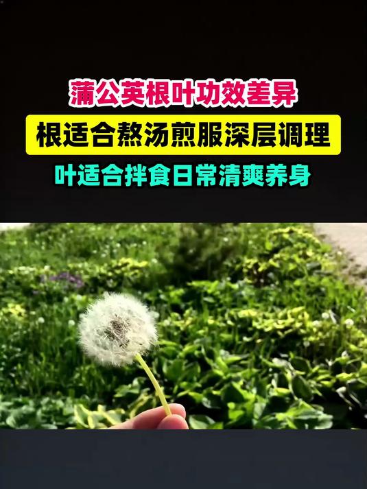 蒲公英根和叶子有什么区别 #扬帆养生季#