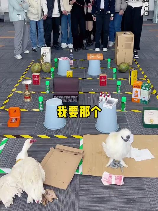 套圈拿奖励 套大鹅挑战 搞笑 办公室游戏 套圈