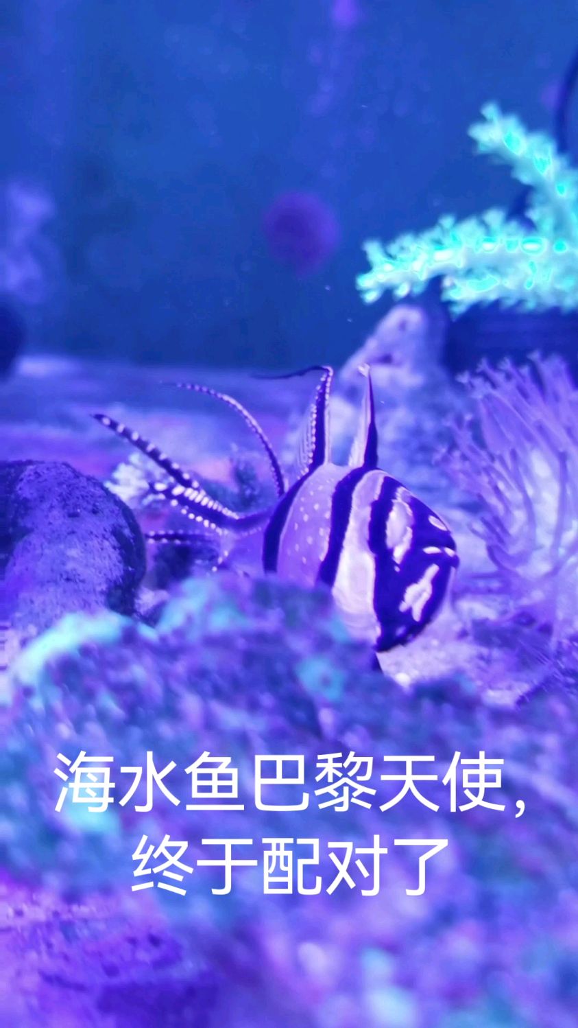 海水鱼巴黎天使人工繁殖,种鱼配对成功