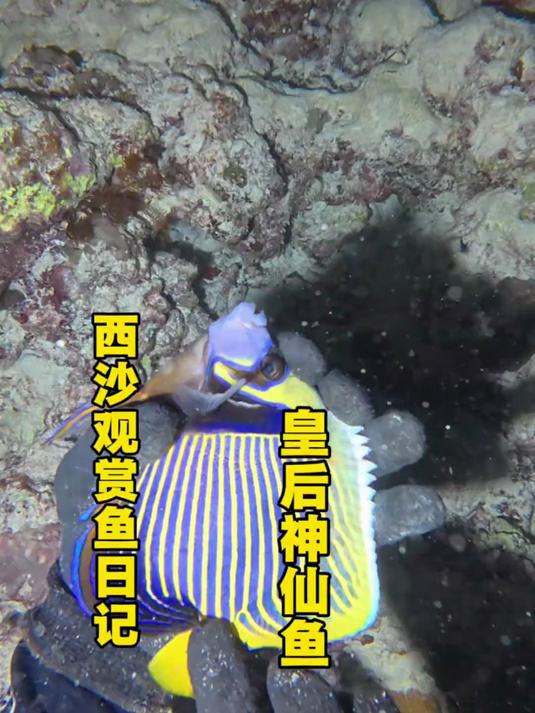 西沙群岛海水观赏鱼,收获稀有皇后神仙鱼!