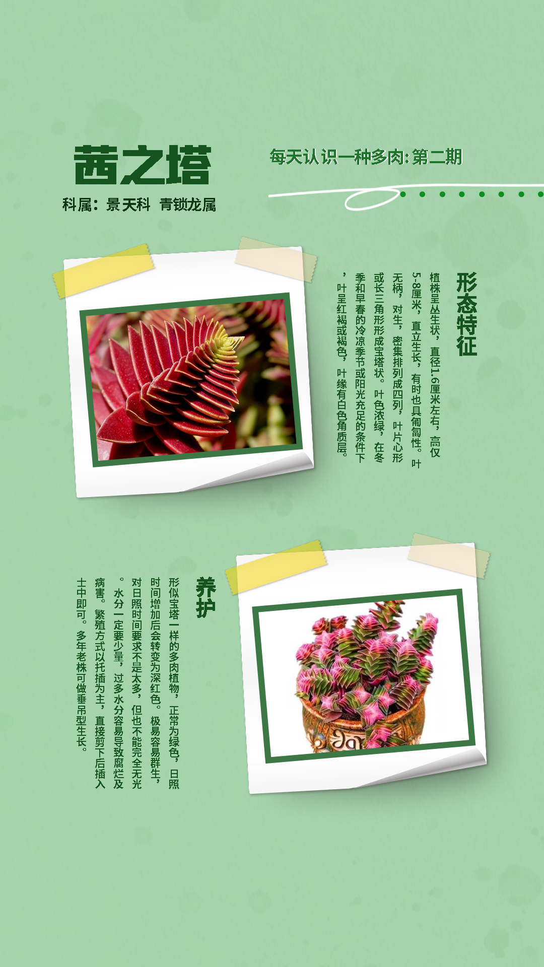 第二期:茜之塔 | 每天认识一种多肉