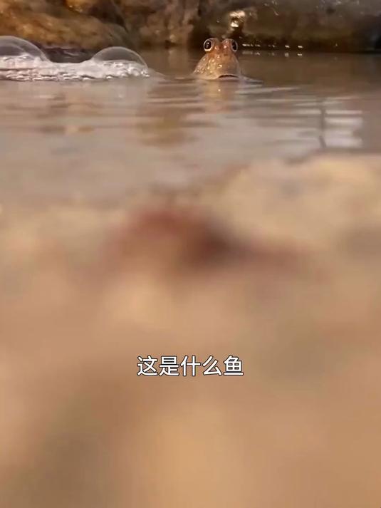 不同种类的宠物鱼，有的一条就近千万