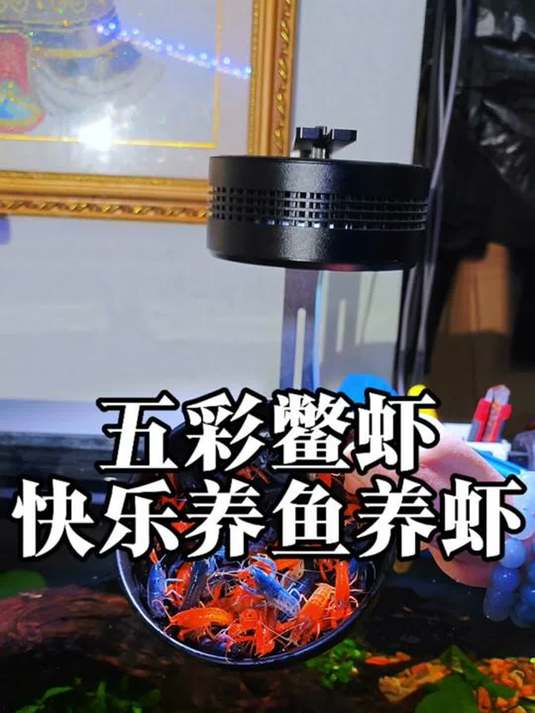 五彩鳖虾放鱼缸:好养好看还不扰鱼草,必选!
