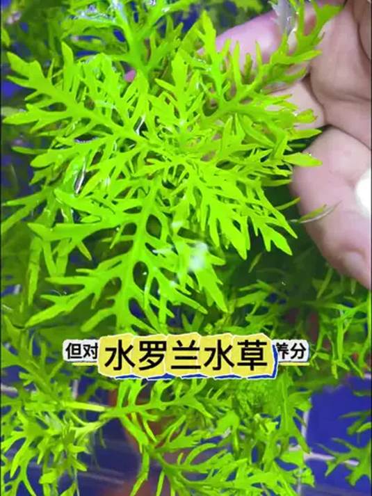 好养的水草有哪些?轻松打造鱼缸美景!实用推荐!