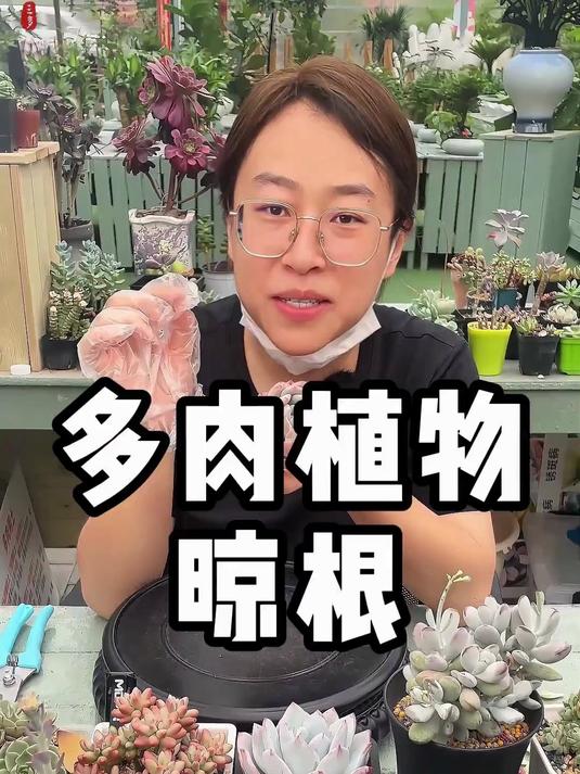 多肉一定要多晾根，不着急种土里，发根更快