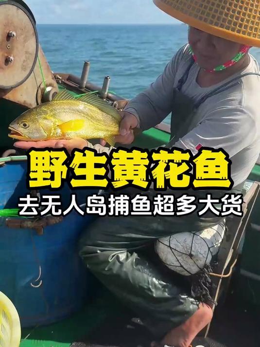 视频有点长,却是渔民两天的捕鱼日常,带你们看看抓黄花鱼全过程