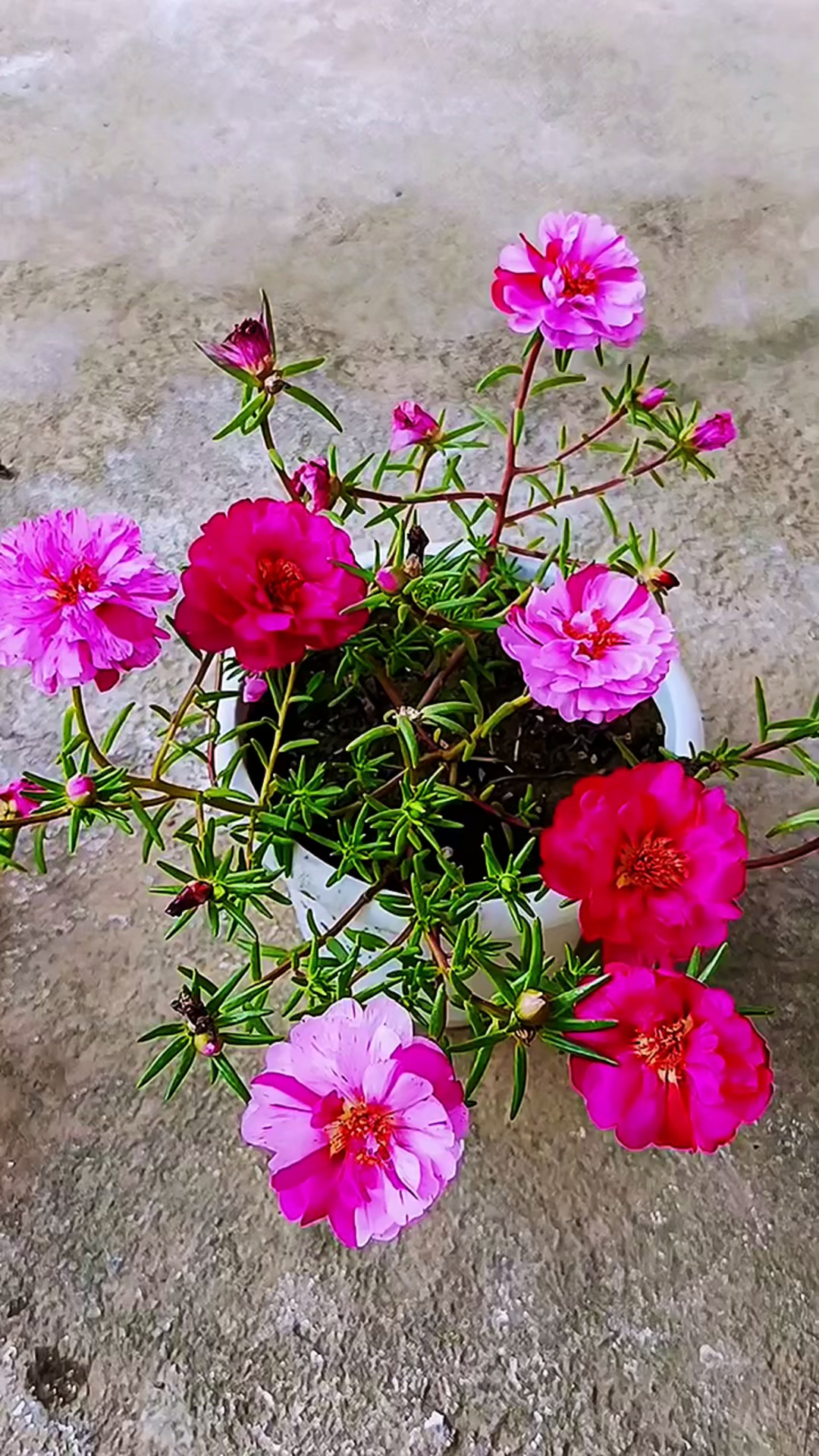 太阳花的话语是,寓意着什么