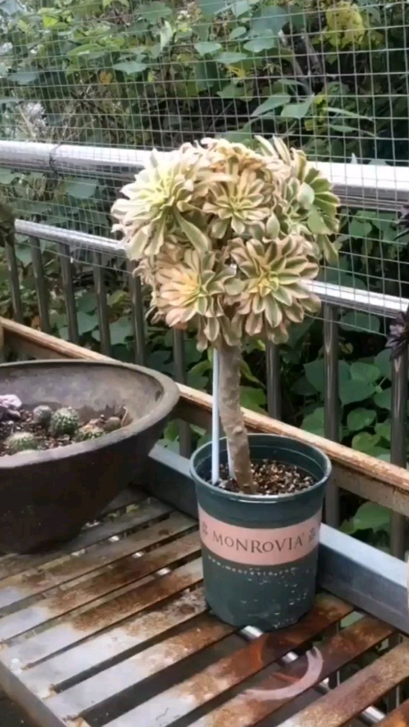 多肉艳日伞,也艳不起来了