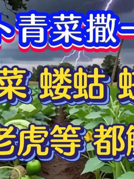 蔬菜除虫大秘密白菜萝卜青菜撒一撒地上地下害虫都解决