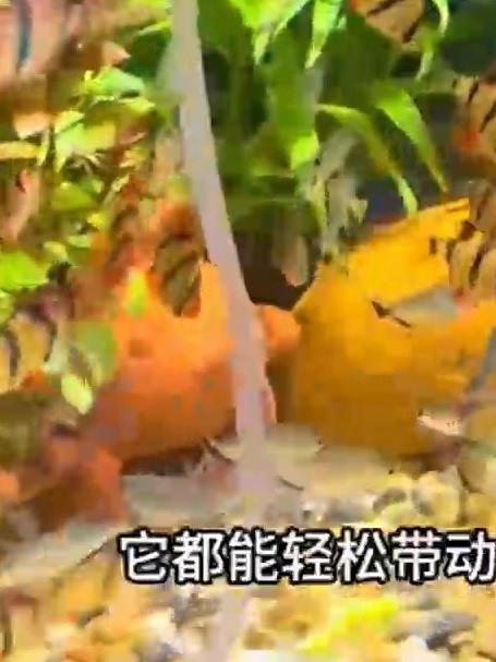 这才是续航时间持久的增氧泵,户外家用养鱼都可以,小体积大气量