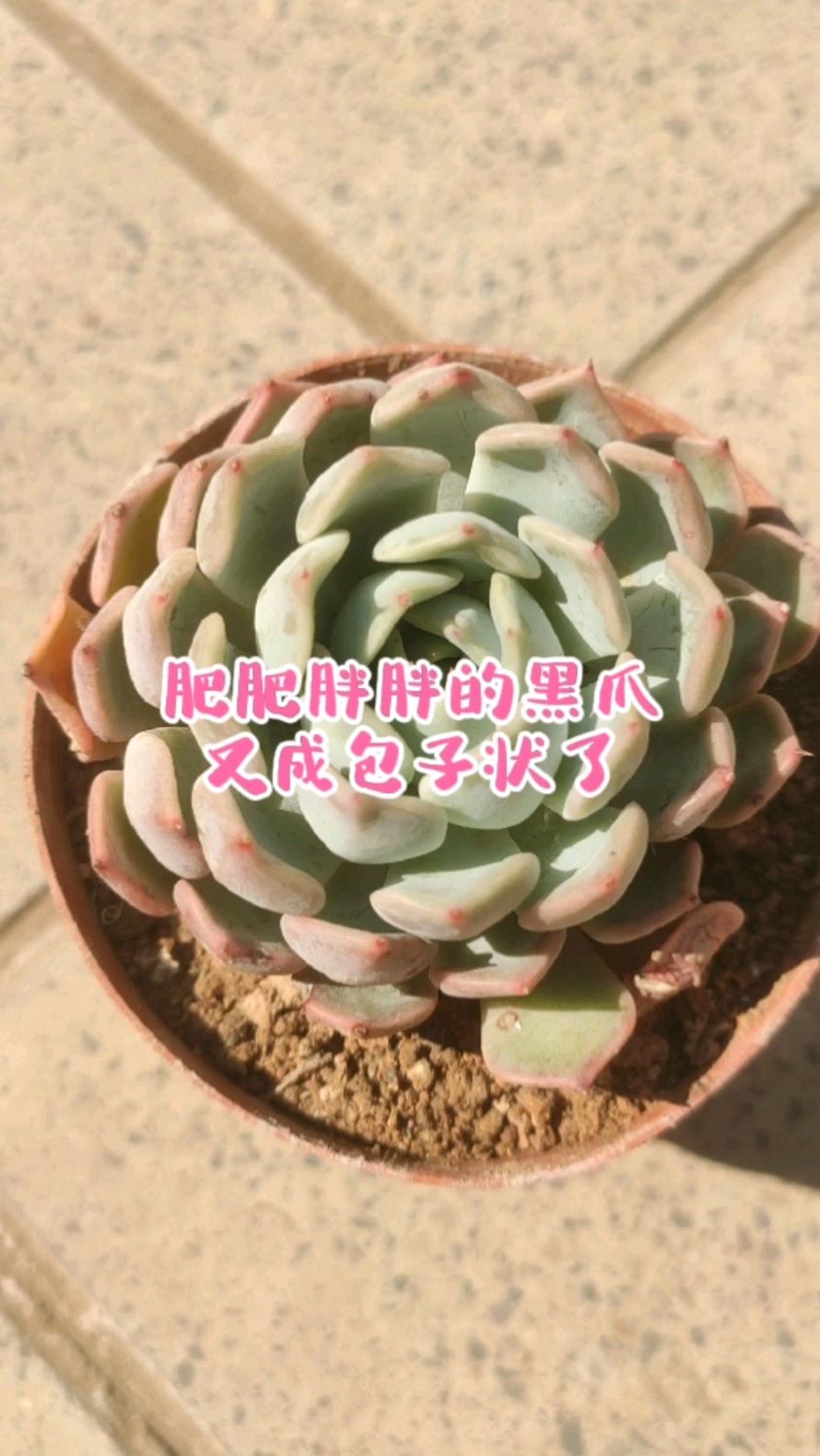 春季是多肉“变美季”,我的黑爪每天浇水,还出状态成包子状
