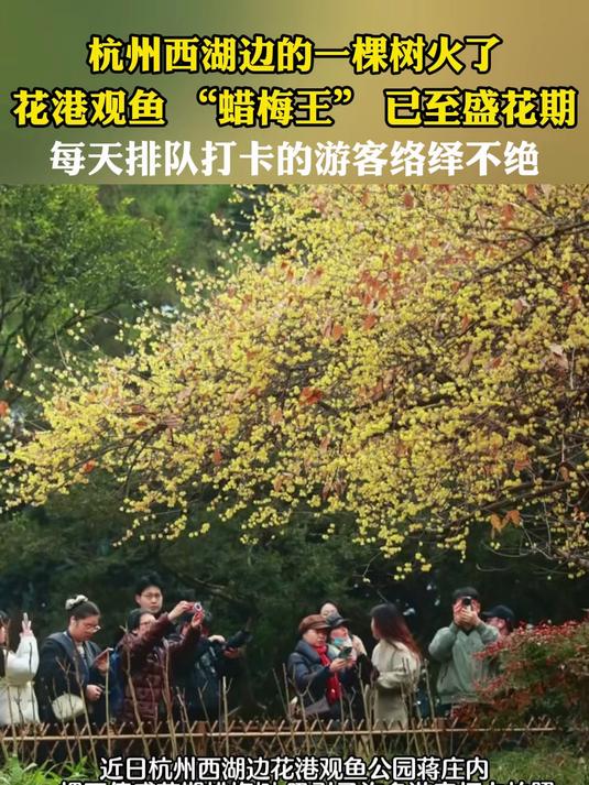 杭州西湖边的一棵树火了，花港观鱼 “蜡梅王”，已至盛花期
