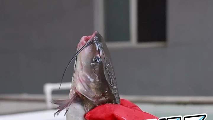 五一过后清江鮰鱼市场行情天塌了,规避风险