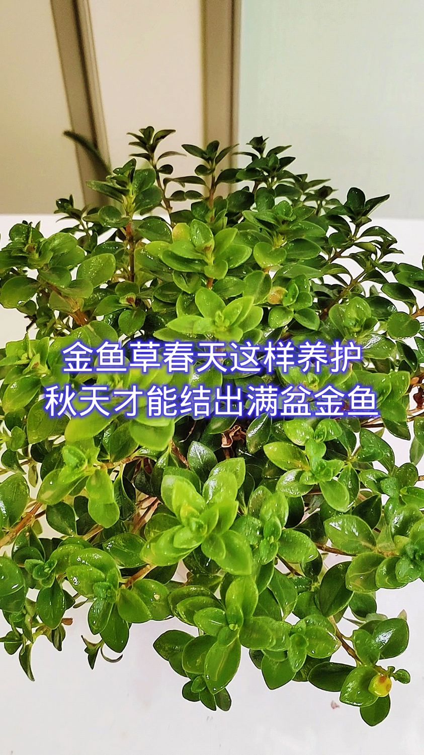 金鱼草春天这样养护,秋天才能结出满盆金鱼