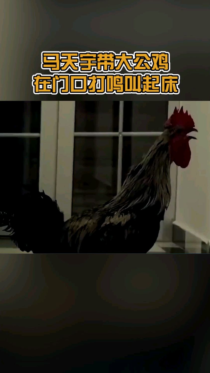 马天宇带大公鸡,在门口打鸣叫起床
