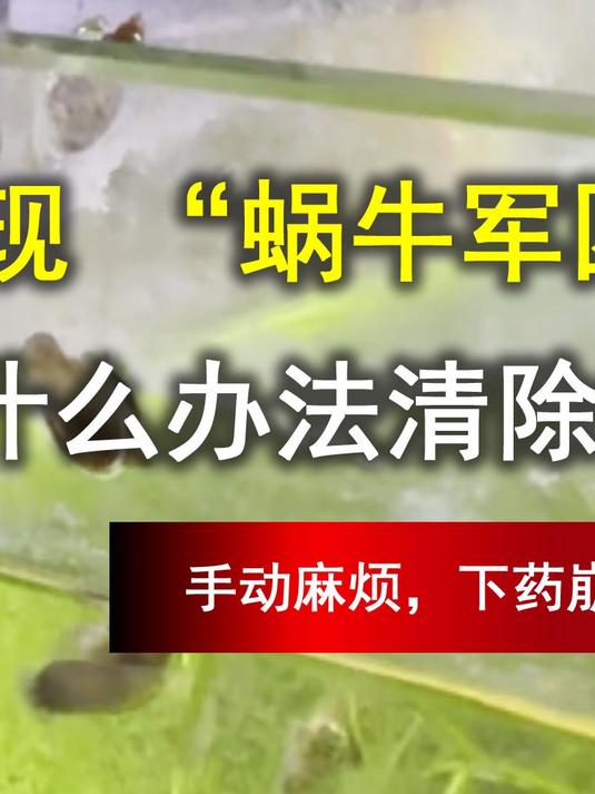 鱼缸惊现 “蜗牛军团”手动清除到崩溃?哪些方法可行