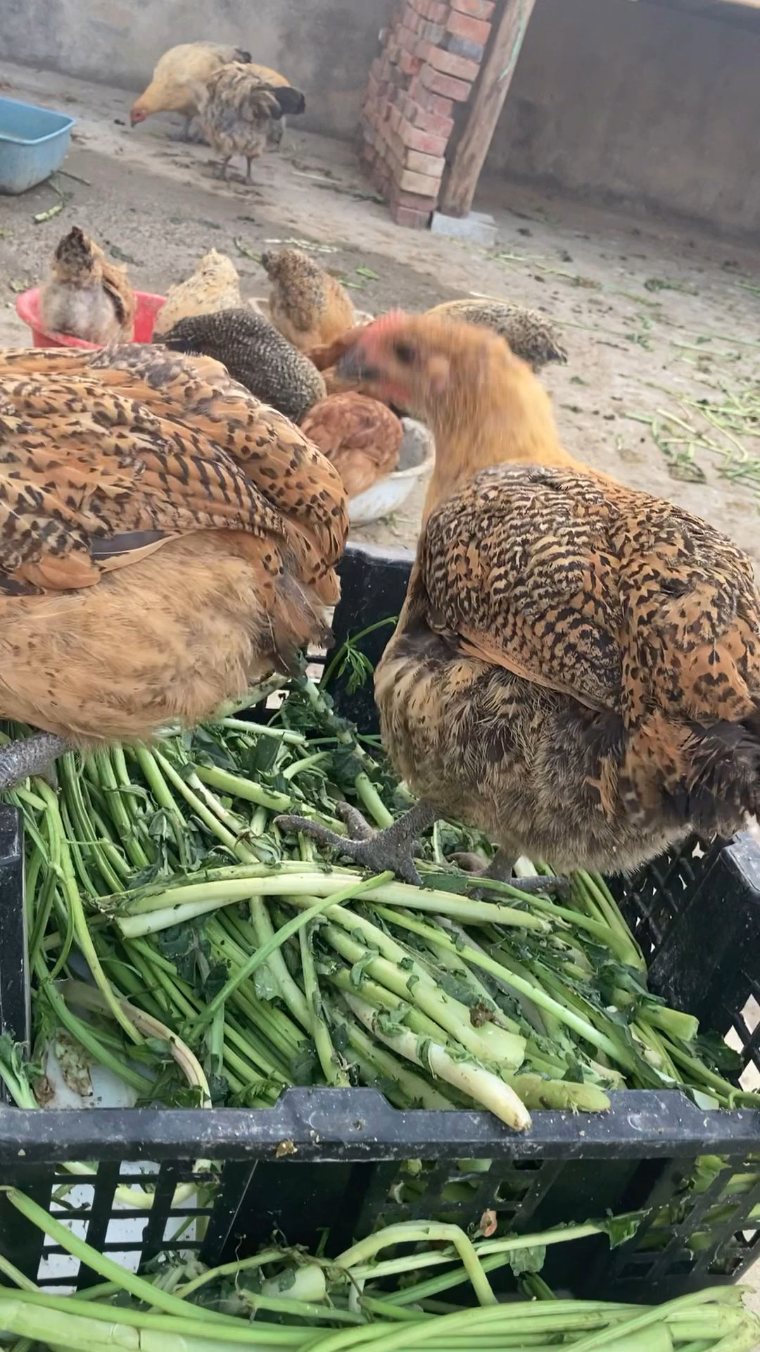 原声,三十厘米距离观察小鸡啄菜