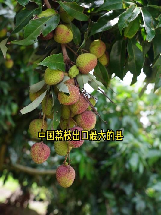 广东廉江的荔枝红了