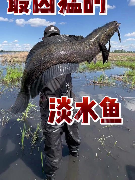 最凶猛的淡水鱼