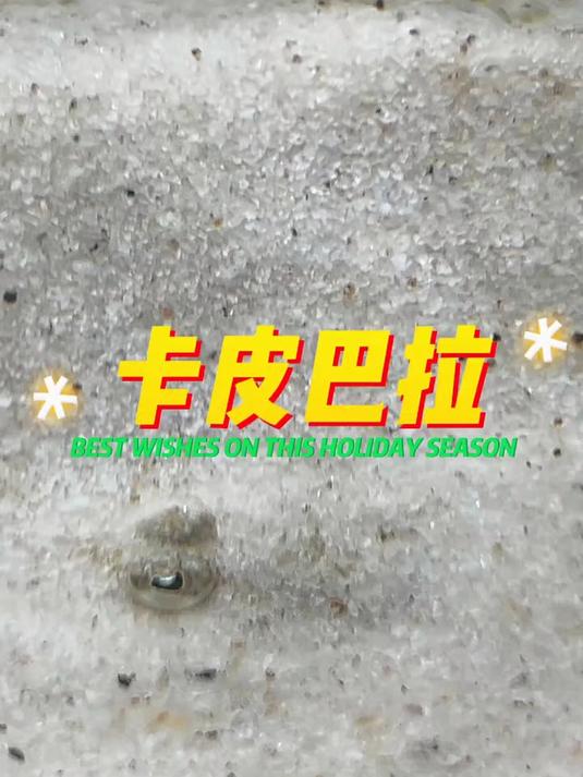 第一次在虾的身上看到了着急两个字