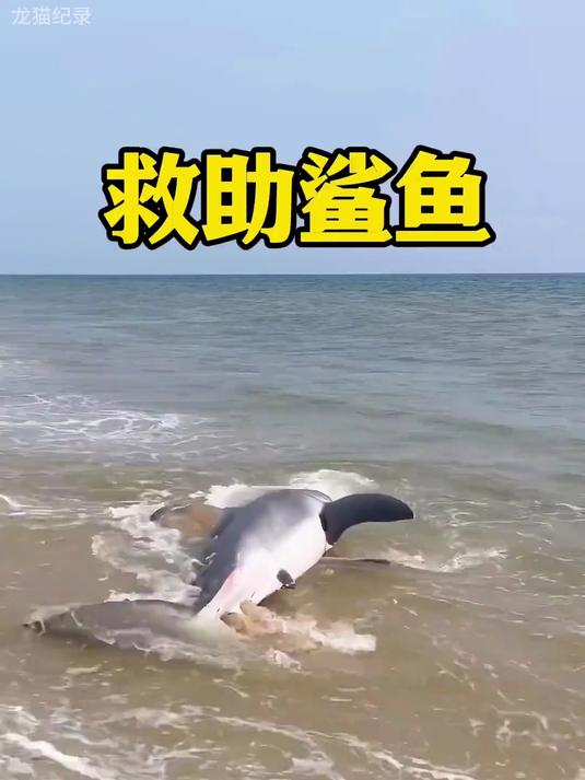 这是鲨鱼距离死亡最近的时刻,任凭他如何挣扎也无法游回海里
