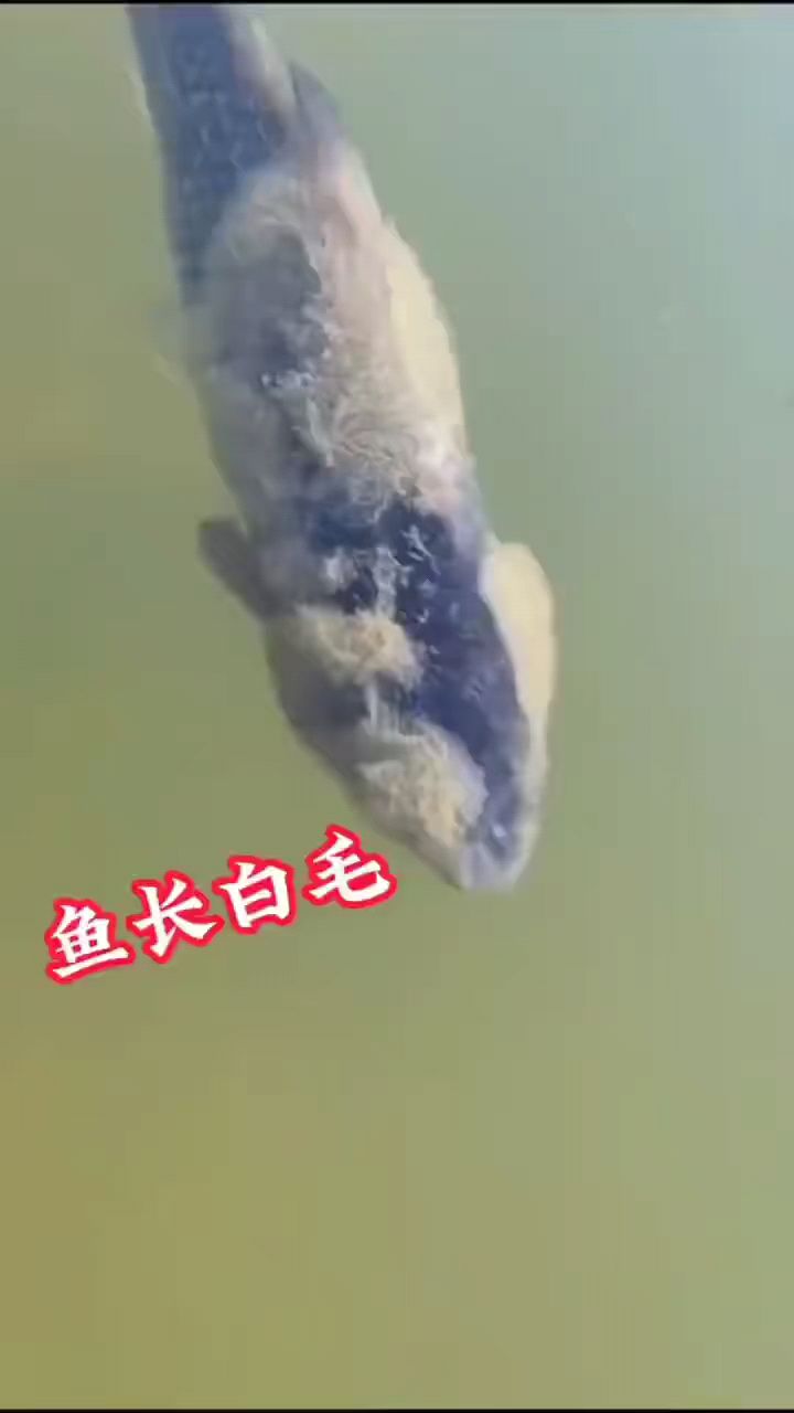 三天处理水霉#四大家鱼养殖#草鱼养殖