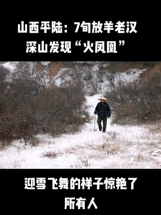 “火凤凰”学名红腹锦鸡,为我国独有鸟类,国家二级保护动物