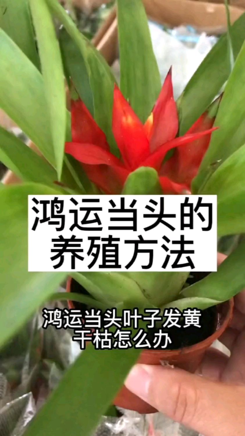 鸿运当头叶子发黄干枯怎么办