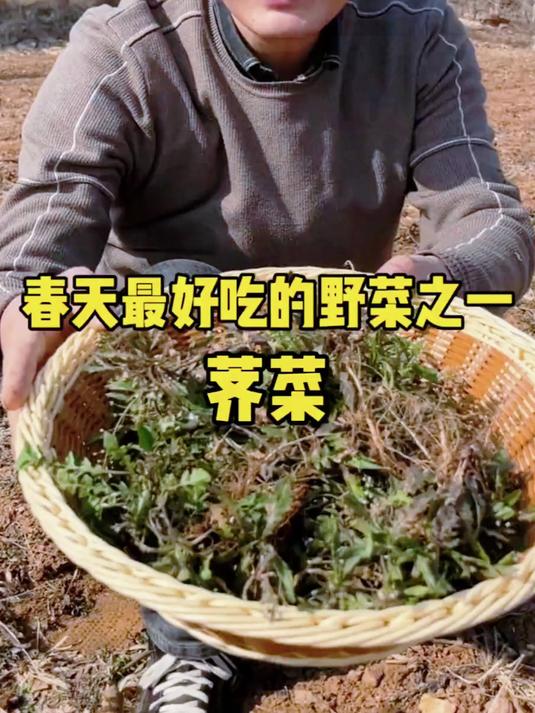 春天里最早冒头的野菜之一，它就是荠菜，也叫地米菜