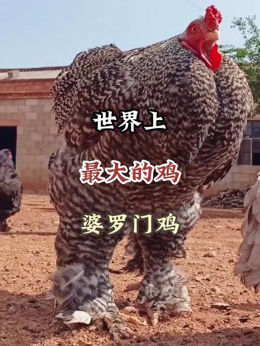 世界上最大的鸡，造型奇特太霸气，看一眼都觉得震撼