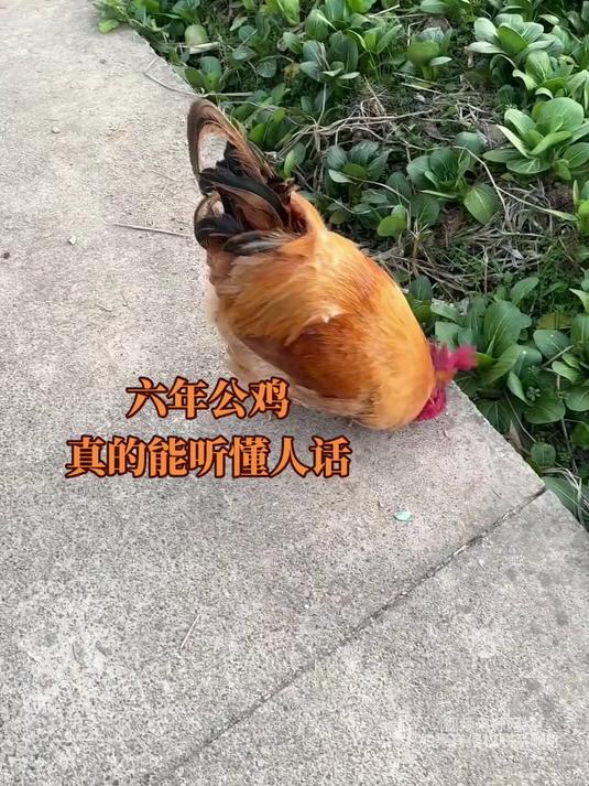 女子晒出自家养六年的公鸡,没想到居然真的听得懂人话,网友:大公鸡去给我做一盘大盘鸡