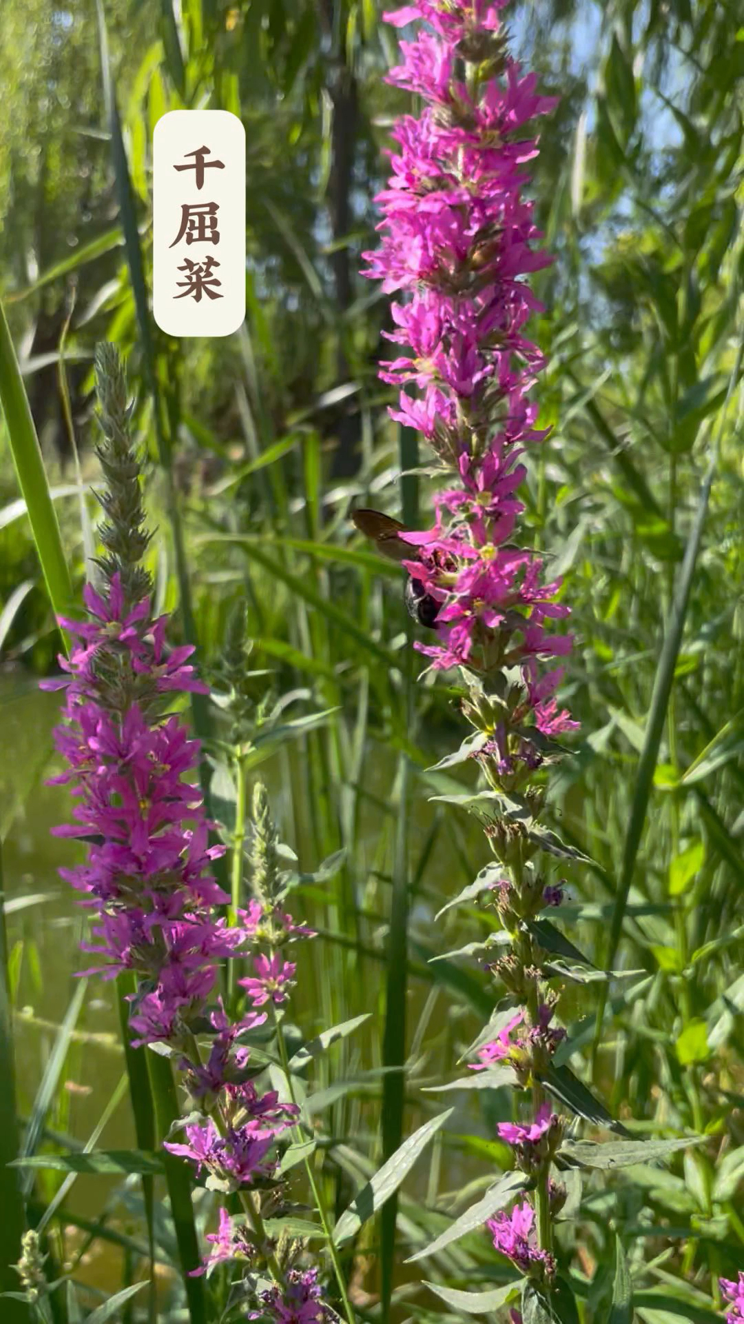 又是一年百花开(120)-千屈菜