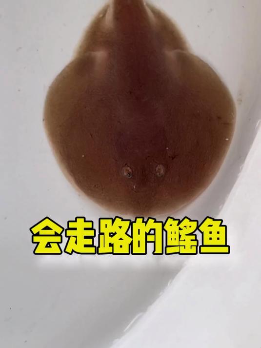 会走路的鳐鱼来了 海洋生物