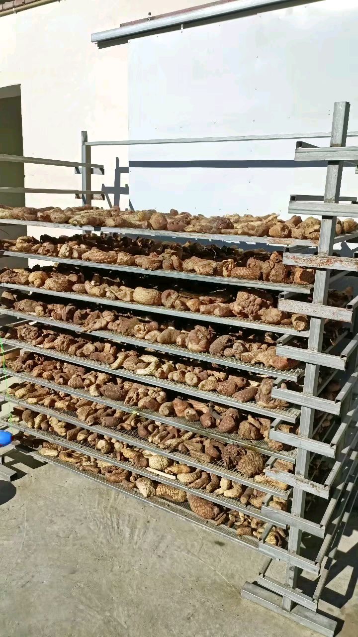 野生肉苁蓉自然晒干中