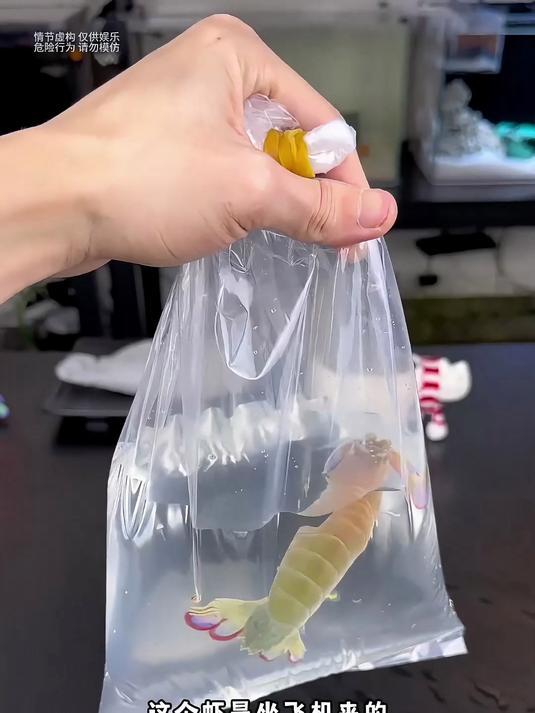 七彩皮皮虾来了!