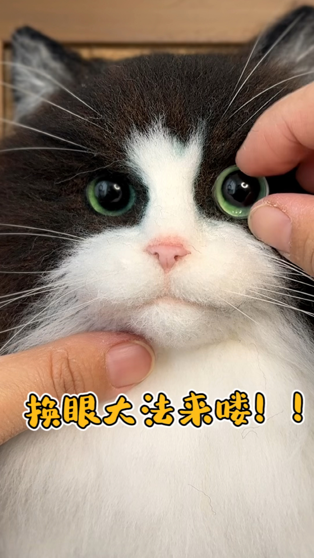 换眼大法来喽,羊毛毡戳戳乐仿真宠物,定制猫咪狗狗肖像。